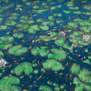 Water lilies - Image 3